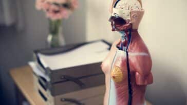 Menschliches Anatomie-Modell