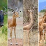 Collage von 14 afrikanischen Wildtieren