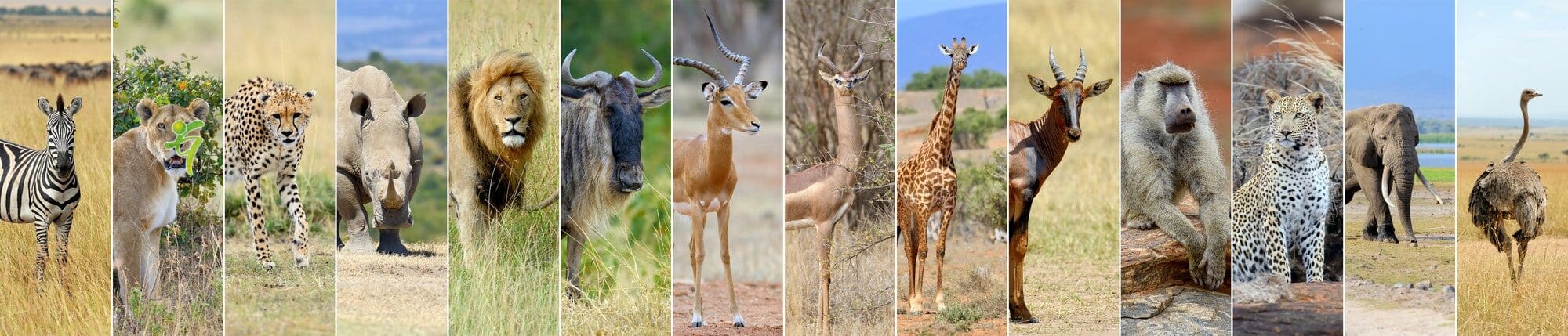 Collage von 14 afrikanischen Wildtieren