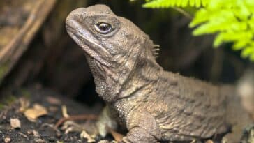 Tuatara, das lebende Fossil, ist ein einheimisches und endemisches Reptil in Neuseeland. Tier in natürlicher Umgebung, das aus dem Bau kommt