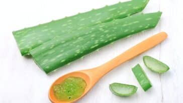 Aloe vera